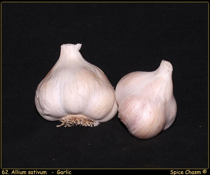 Allium sativum - Garlic - 大蒜 