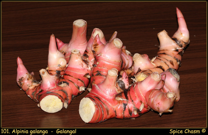 Greater Galangal - Alpinia galanga - Spice Chasm - New & Old World Spices