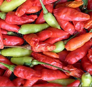 Chili Peppers - Capsicum species