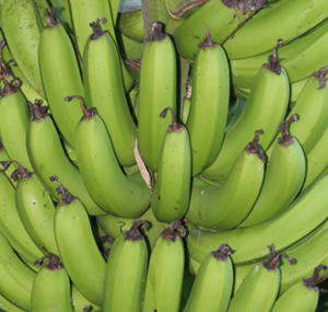 綠香蕉粉 - Green Banana Powder - Musa
