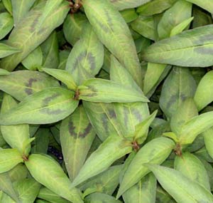 Laksa Leaf - Persicaria odorata