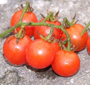 Solanum lycopersicum  