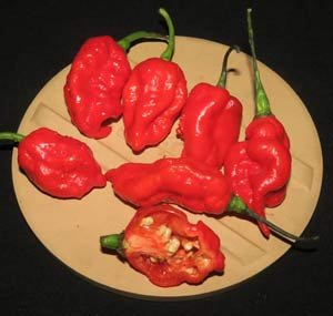 印度鬼椒  - Capsicum chinense X C. frutescens 