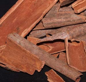 Saigon Cinnamon - Cinnamomum loureirii