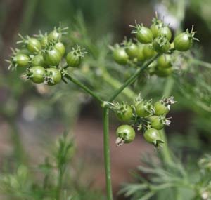 Cilantro & Coriander - Coriandrum sativum