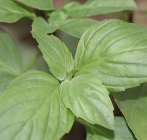 Ocimum basilicum - Sweet Basil