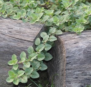 Oregano - Origanum vulgare 