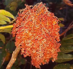 Rhus chinensis - Formosa Sumac
